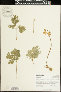 Dicentra cucullaria image