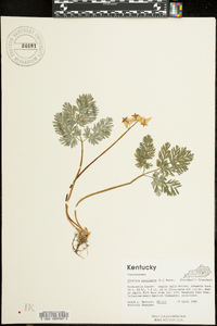 Dicentra cucullaria image