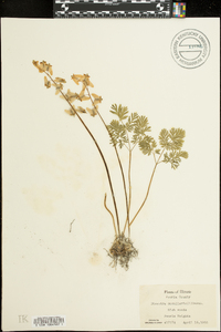 Dicentra cucullaria image