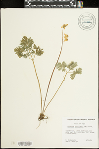 Dicentra cucullaria image