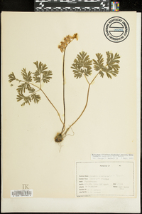 Dicentra cucullaria image