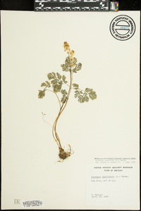 Dicentra cucullaria image