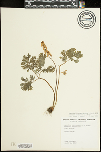 Dicentra cucullaria image