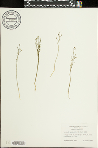 Bartonia paniculata image