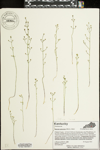 Bartonia paniculata image