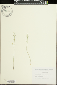 Bartonia paniculata image