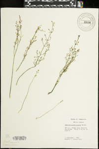 Bartonia paniculata image