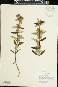 Gentiana saponaria image