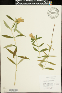 Gentiana saponaria image