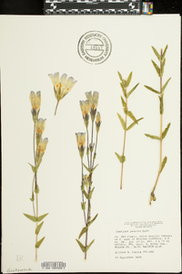 Gentiana procera image