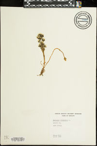 Obolaria virginica image