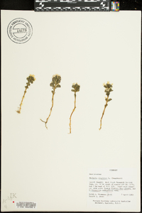 Obolaria virginica image