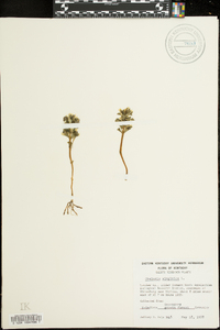 Obolaria virginica image