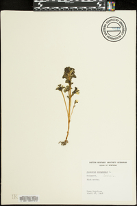 Obolaria virginica image