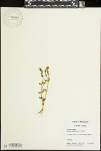 Sabatia angularis image