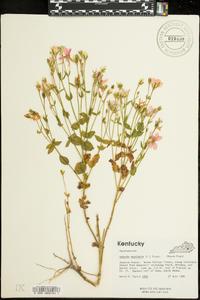 Sabatia angularis image