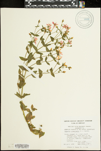 Sabatia angularis image