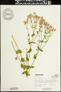 Sabatia angularis image