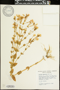 Sabatia angularis image