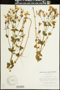 Sabatia angularis image