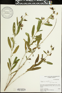 Hypericum prolificum image