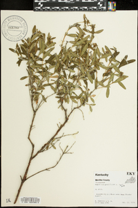 Hypericum prolificum image