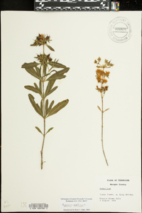 Hypericum prolificum image