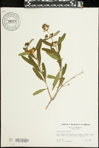 Hypericum prolificum image