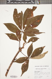 Aesculus flava image