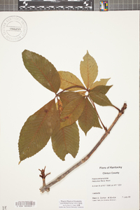 Aesculus flava image