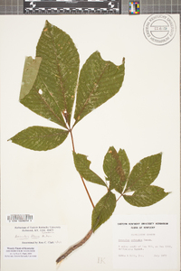 Aesculus flava image