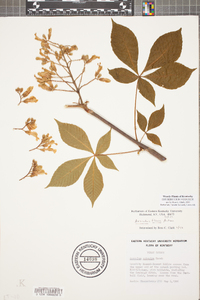 Aesculus flava image