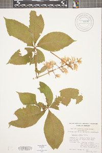 Aesculus glabra image