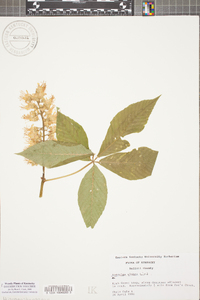 Aesculus glabra image