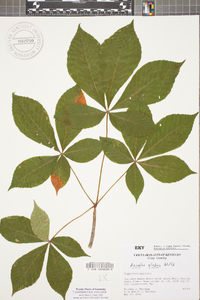 Aesculus glabra image