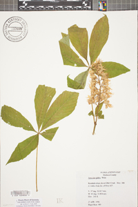 Aesculus glabra image