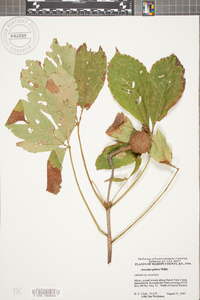 Aesculus glabra image