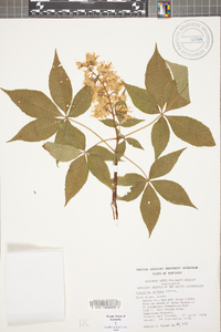 Aesculus glabra image