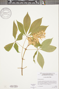 Aesculus glabra image