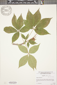 Aesculus glabra image