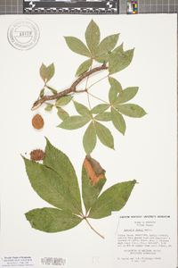 Aesculus glabra image