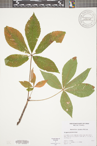 Aesculus glabra image