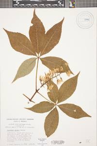 Aesculus glabra image