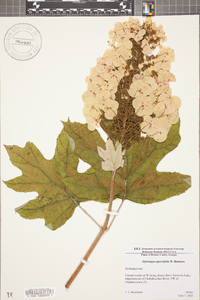 Hydrangea quercifolia image