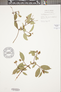 Philadelphus hirsutus image