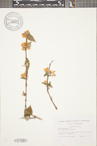 Philadelphus hirsutus image