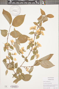 Philadelphus hirsutus image