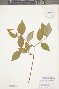 Philadelphus inodorus image