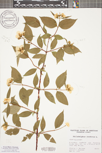 Philadelphus inodorus image