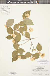 Philadelphus pubescens image